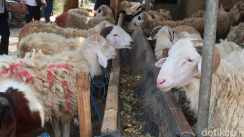 Kontak Qurban Kramatwatu