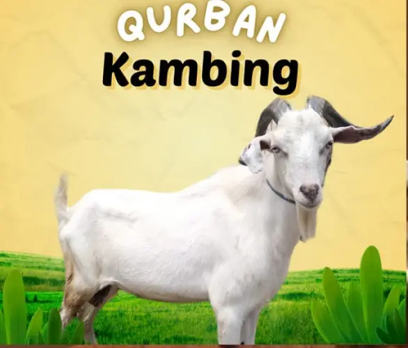 Kurban - Qurban Kambing  kramatwatu