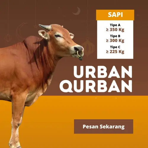 Kurban - Qurban Sapi  kramatwatu